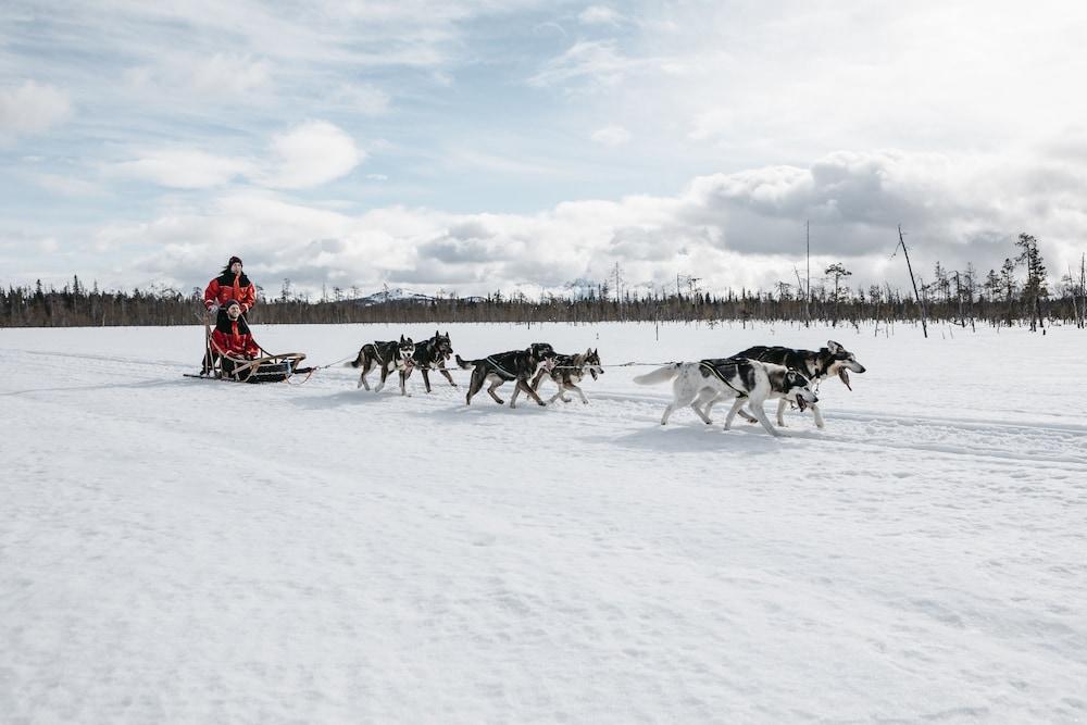 Lapland Pallas