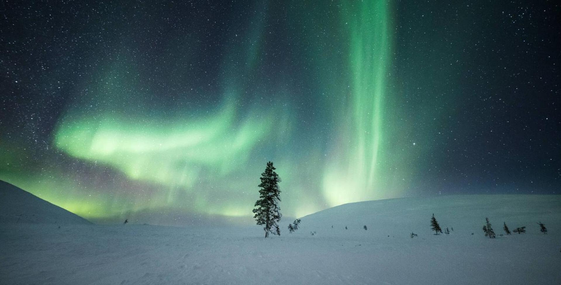 Lapland Pallas