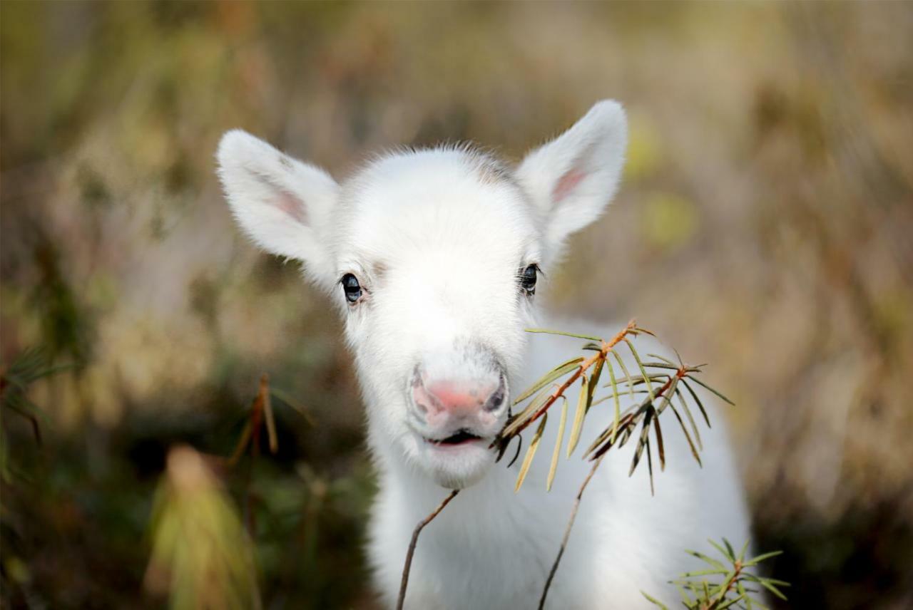 Отель Lapland Pallas