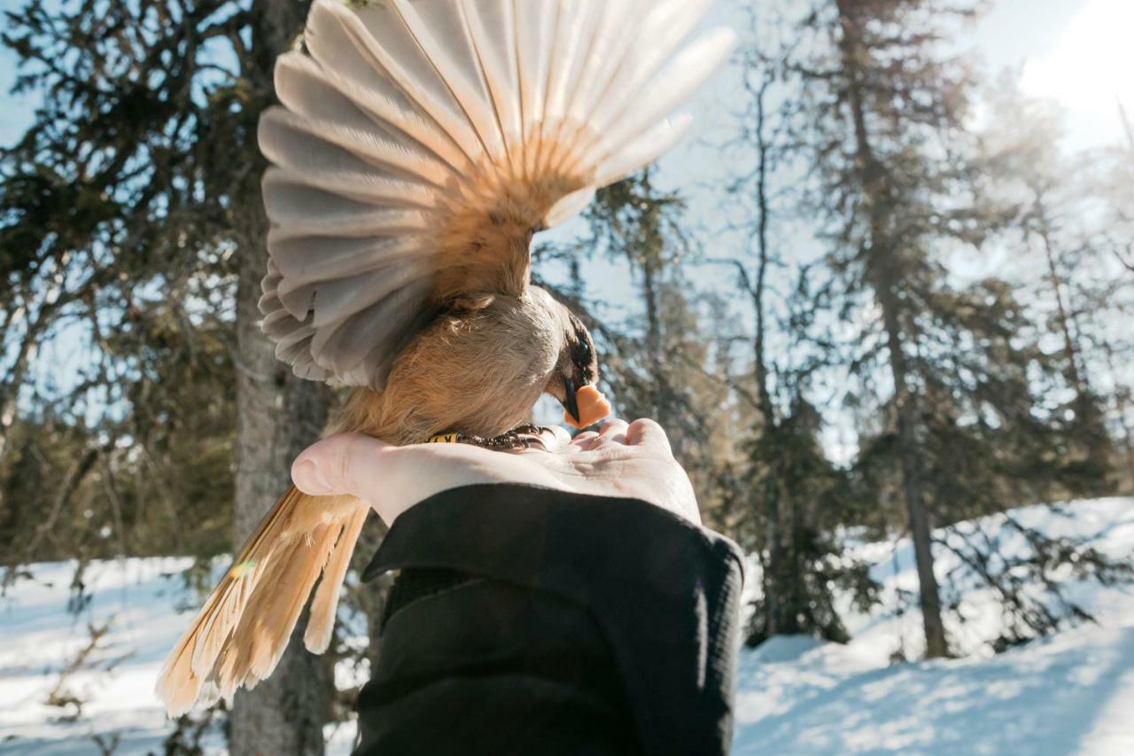 Lapland Pallas 2*